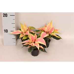 Poinsettia 6  cm Christmas Feelings Marbella 2/4 kopper