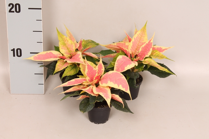 <h4>Poinsettia 6  cm Christmas Feelings Marbella 2/4 kopper</h4>