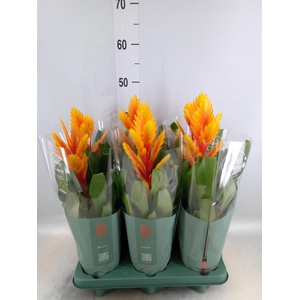 Vriesea  'Intenso Flame'