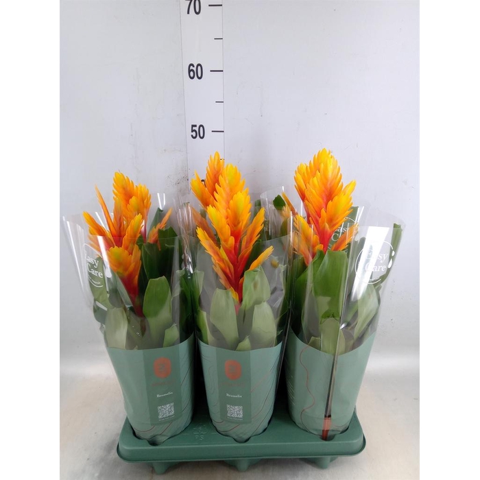 <h4>Vriesea  'Intenso Flame'</h4>
