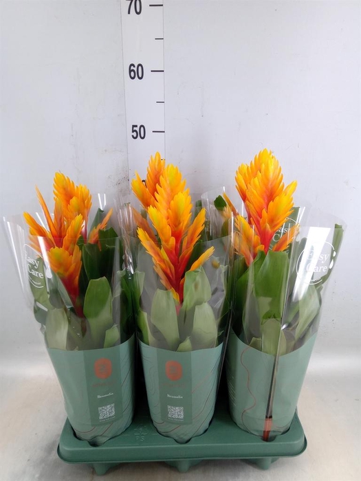 <h4>Vriesea  'Intenso Flame'</h4>
