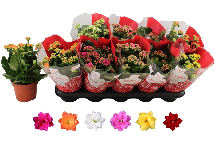 <h4>KAL GE RO GEM 6 KL</h4>