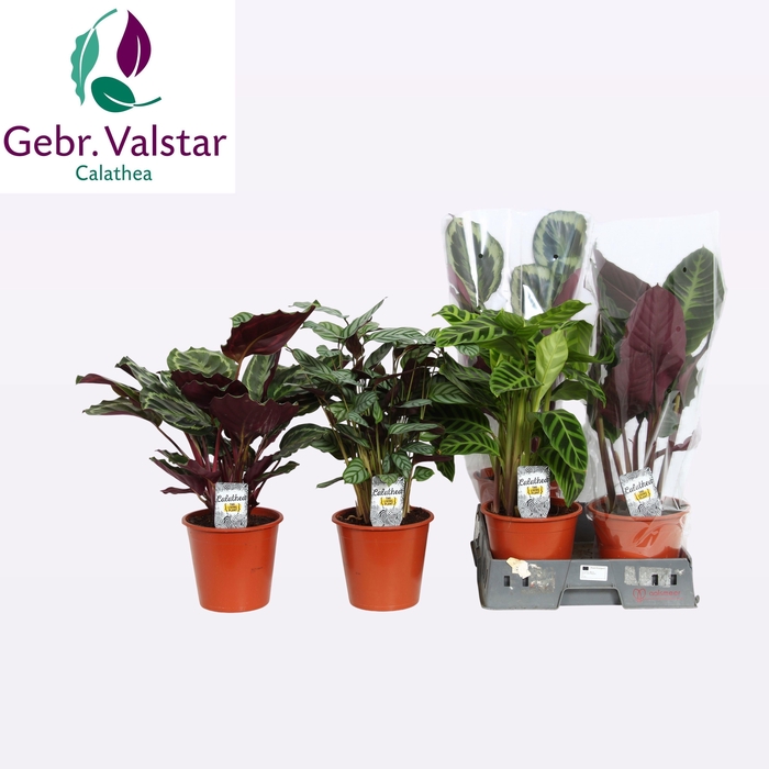 <h4>CALAT GEM 4 SRT</h4>