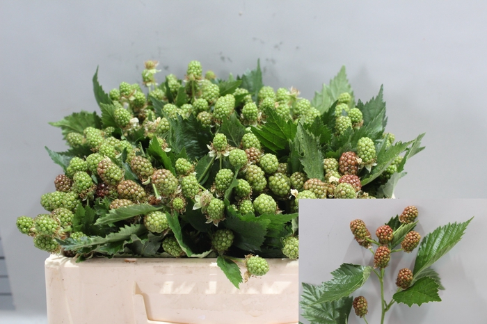 <h4>RUBUS FR CHESTER</h4>