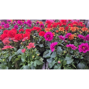 DAHLIA MIXK 5 KL