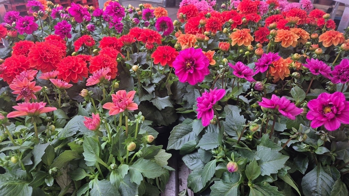 <h4>DAHLIA MIXK 5 KL</h4>