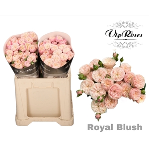 R Tr Royal Blush