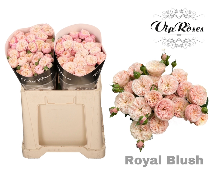 <h4>R Tr Royal Blush</h4>