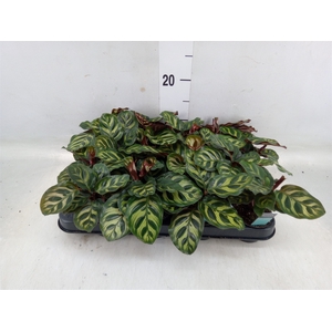 Calathea makoyana