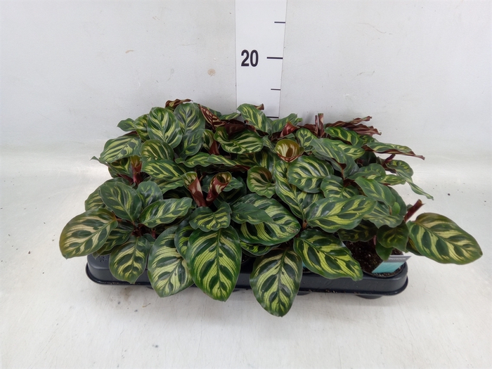 <h4>Calathea makoyana</h4>