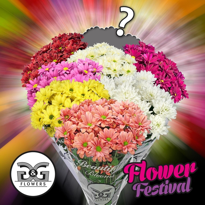 <h4>Chr T Flower Festival Mix AAL</h4>
