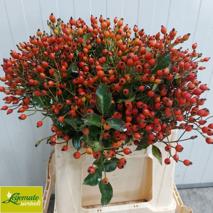 <h4>Rosa Magic Miracle Legemate</h4>