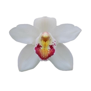 CYMB GR HMS. MARILYN MONROE