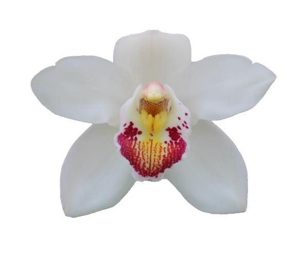 <h4>CYMB GR HMS. MARILYN MONROE</h4>