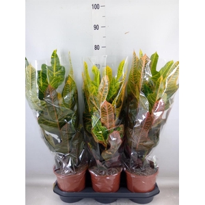 Codiaeum var. GR 'Excellent'