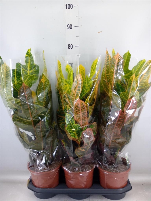 <h4>Codiaeum var. GR 'Excellent'</h4>