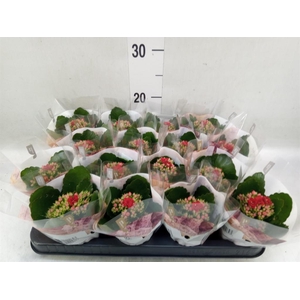 Kalanchoe blos. 'RosDon Justino'