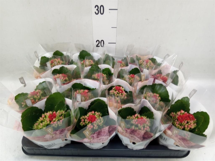 <h4>Kalanchoe blos. 'RosDon Justino'</h4>