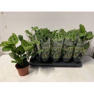 MARANTA KERCHOVEANA