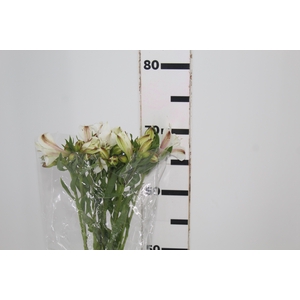 ALSTROEMERIA WHITNEY 080 CM