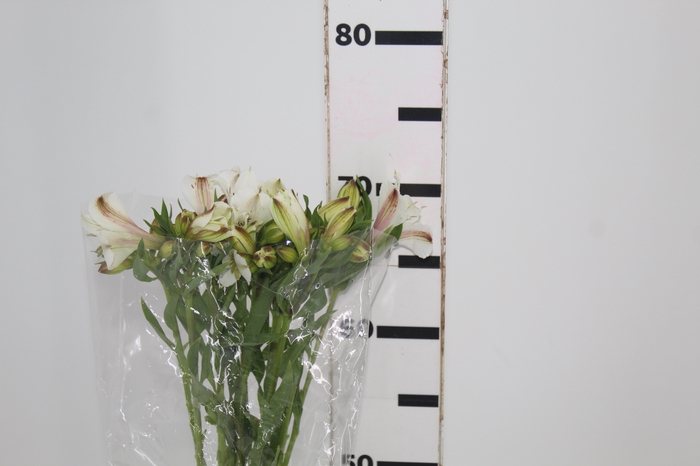 <h4>ALSTROEMERIA WHITNEY 080 CM</h4>