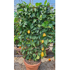 Citrus hystrix