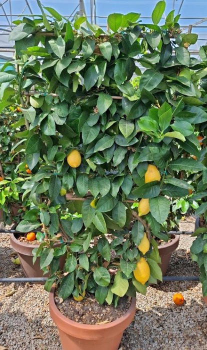 Citrus hystrix