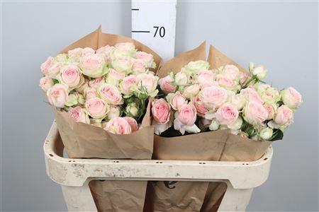 <h4>R Tr Sweet Giselle</h4>