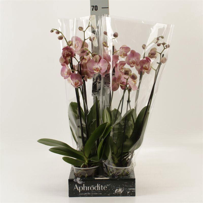 <h4>Phalaenopsis   ...orange</h4>