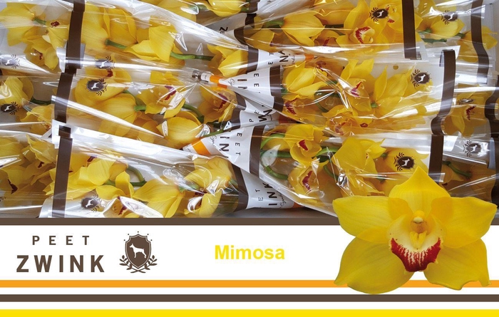 <h4>CYMB T MIMOSA</h4>