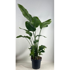Strelitzia nicolai 30 cm 6 pp
