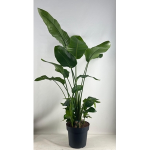 Strelitzia nicolai 30 cm 6 pp