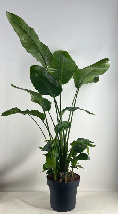 <h4>Strelitzia nicolai 30 cm 6 pp</h4>
