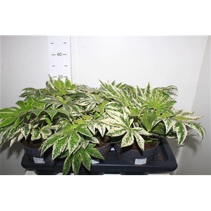 Fatsia Variegata