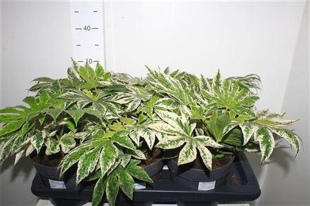 <h4>Fatsia Variegata</h4>