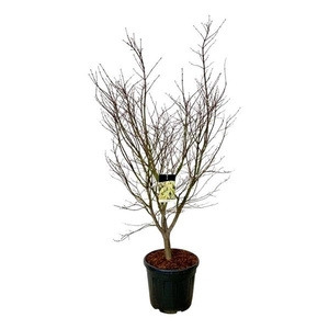 Acer pal. 'Osakazuki'