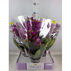 Phalaenopsis multi.   ...lilac