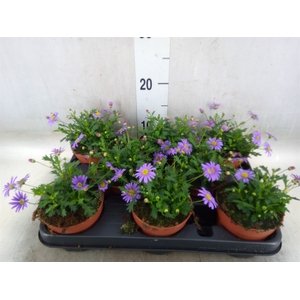 Brachycome  'Brasco Violet'