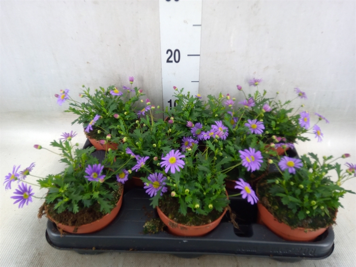 <h4>Brachycome  'Brasco Violet'</h4>