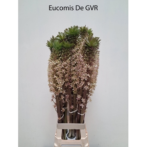 EUCOMIS OV