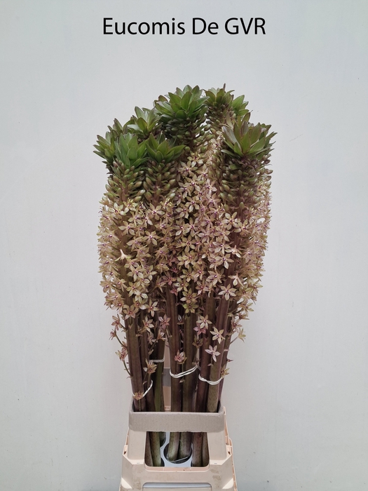 <h4>EUCOMIS OV</h4>