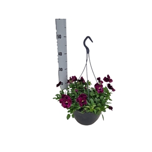 VIO WI CO WA RASPBER