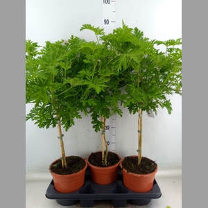 Pelargonium graveolens 'Lemon Tree'