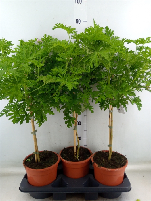 <h4>Pelargonium graveolens 'Lemon Tree'</h4>