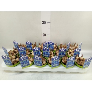 Muscari  'Magic Blue'