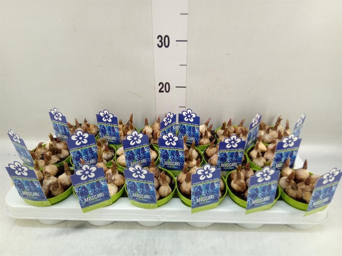 <h4>Muscari  'Magic Blue'</h4>