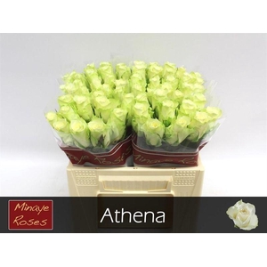 R Gr Athena
