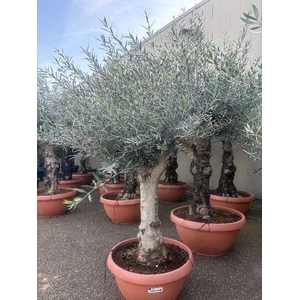 Olea europaea (Olijf) schaal