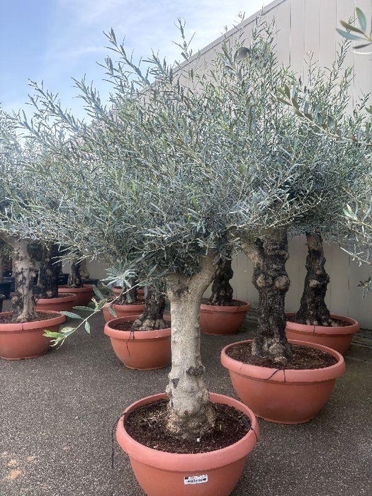 <h4>Olea europaea (Olijf) schaal</h4>