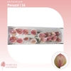 Anthurium Peruzzi